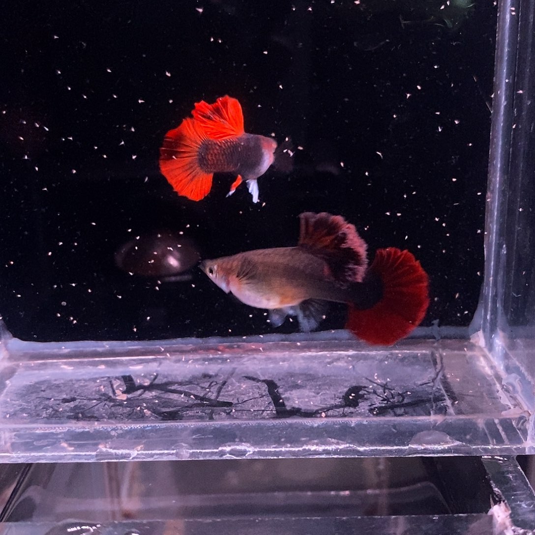 孔雀鱼菊花帆顶配压成一对