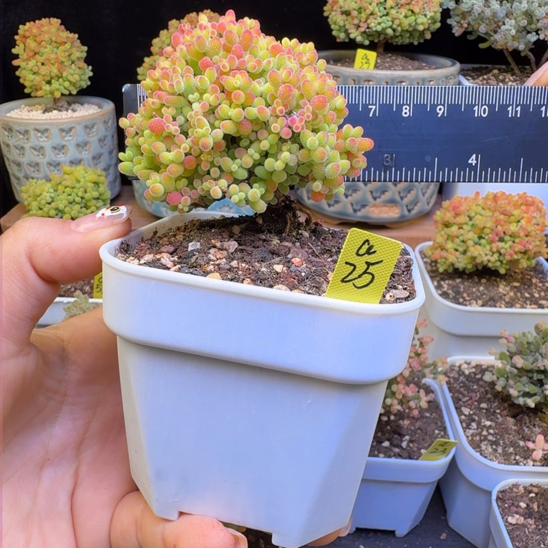 a25号蜜橘冠服6厘米左右