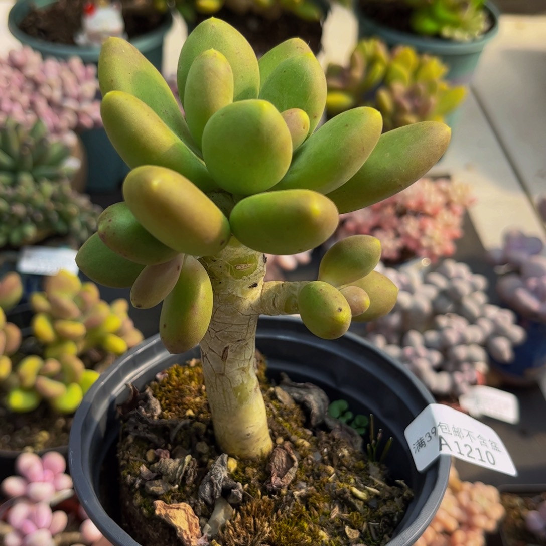 210芒果奶8cm多肉植物