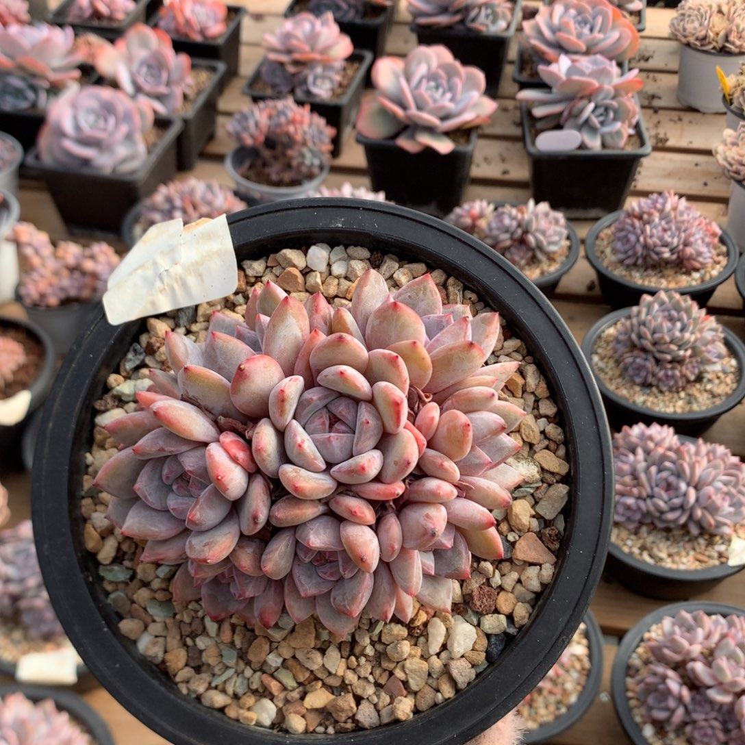 11.5厘米有砍 10头紫皮石榴籽 捧花 51