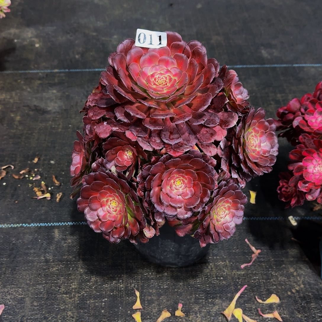 011安琪拉多肉植物