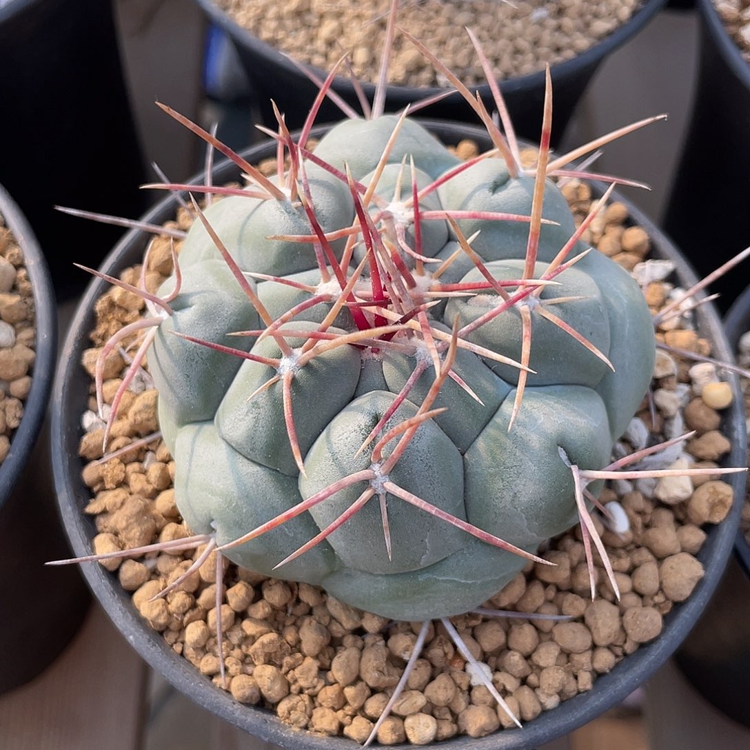 仙人球瘤玉属白肌天晃杂交绯冠龙实生7.4厘米