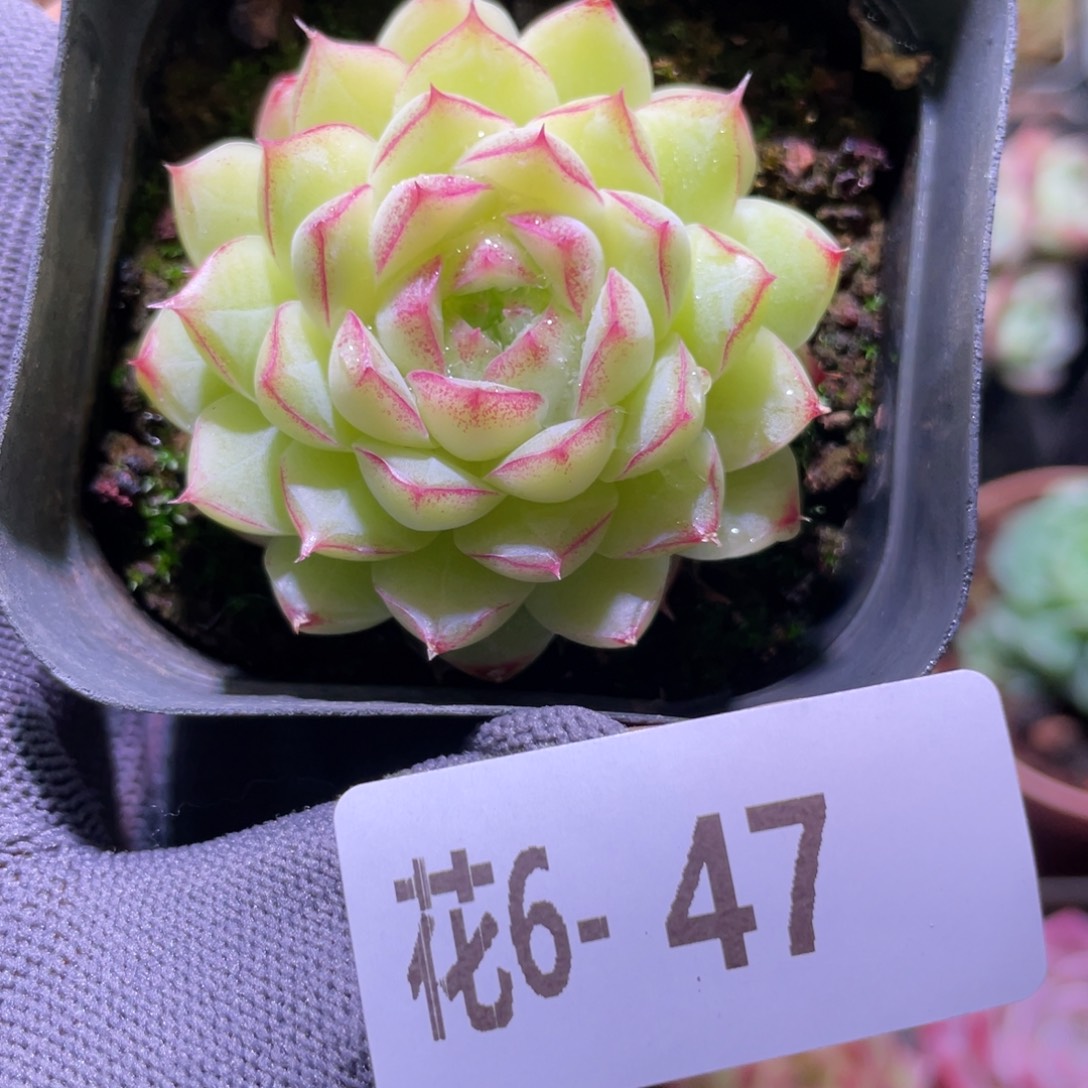 花利美6-47女王  
