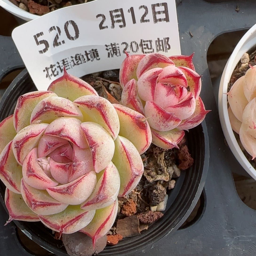 花语逸境0212-520