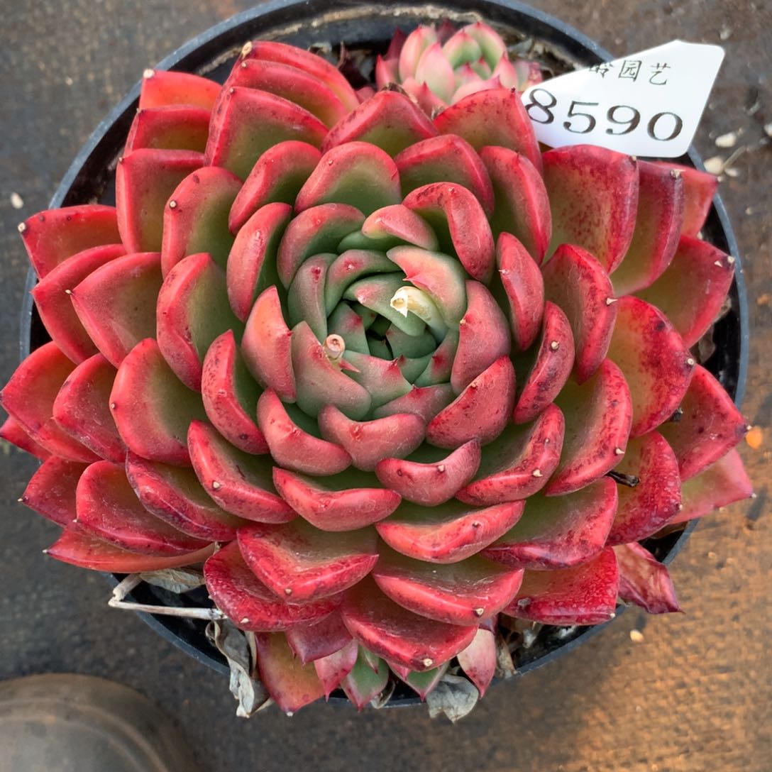 8590杂交多肉老桩