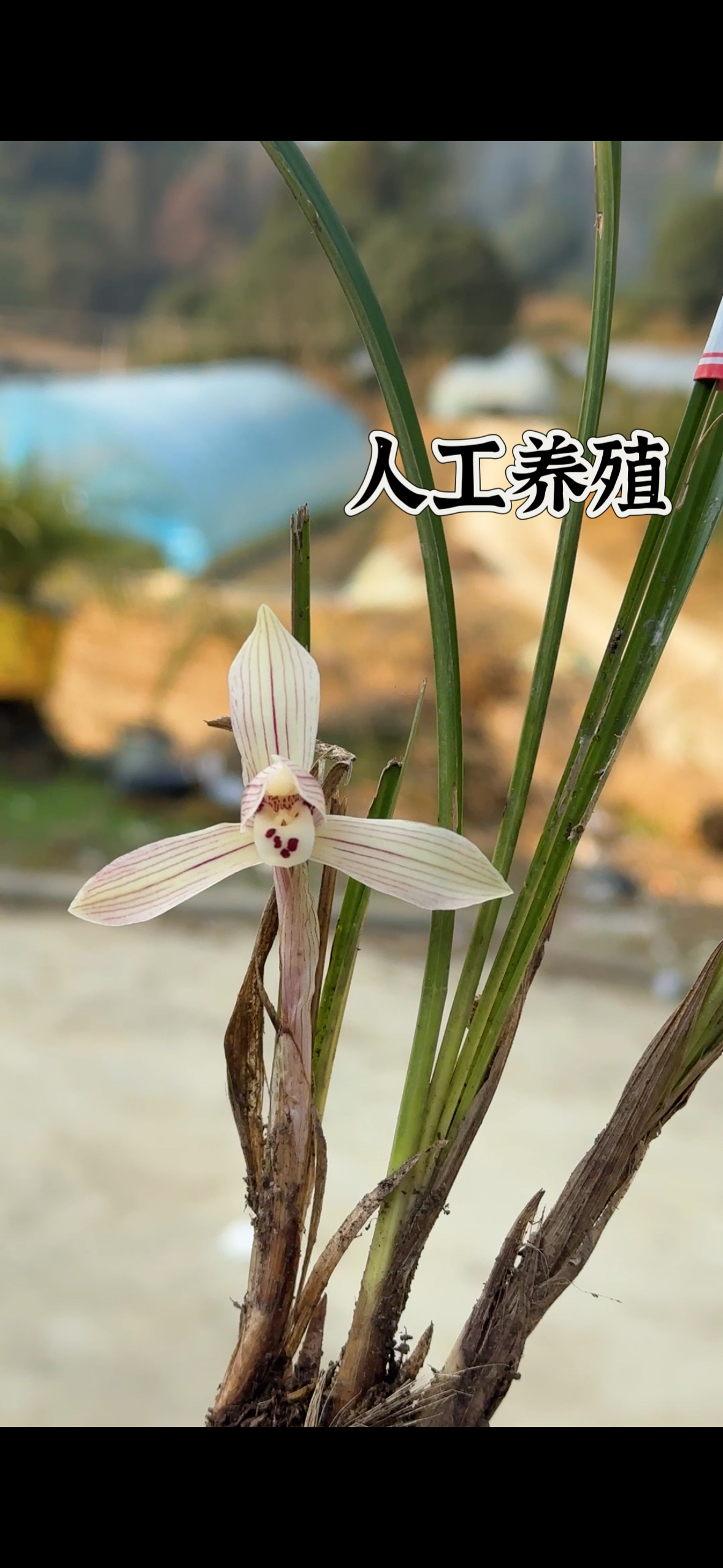 人工种植 贵州遵义兰花 直播间一物一拍（图片仅供参考）