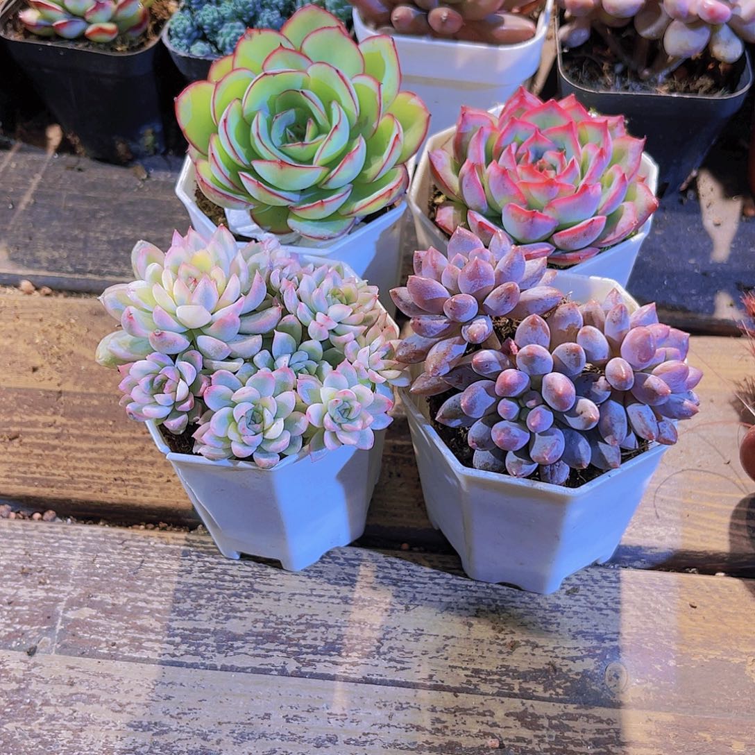 蓝舍侧影。女雏锦。牡丹亭