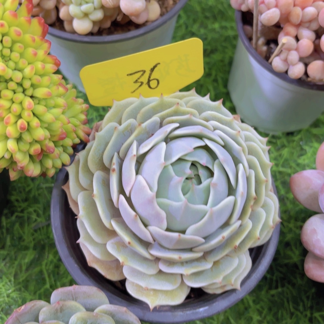 至**刻我的小可爱们都好可爱啊