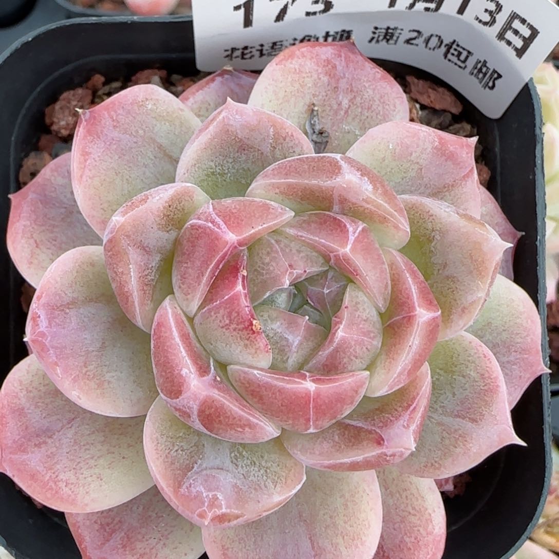 花语逸境0113-173