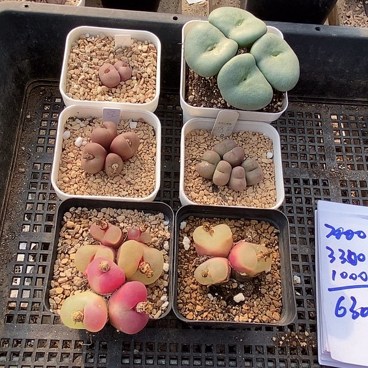 李*30545一筐吕氏➕大饼➕大毛