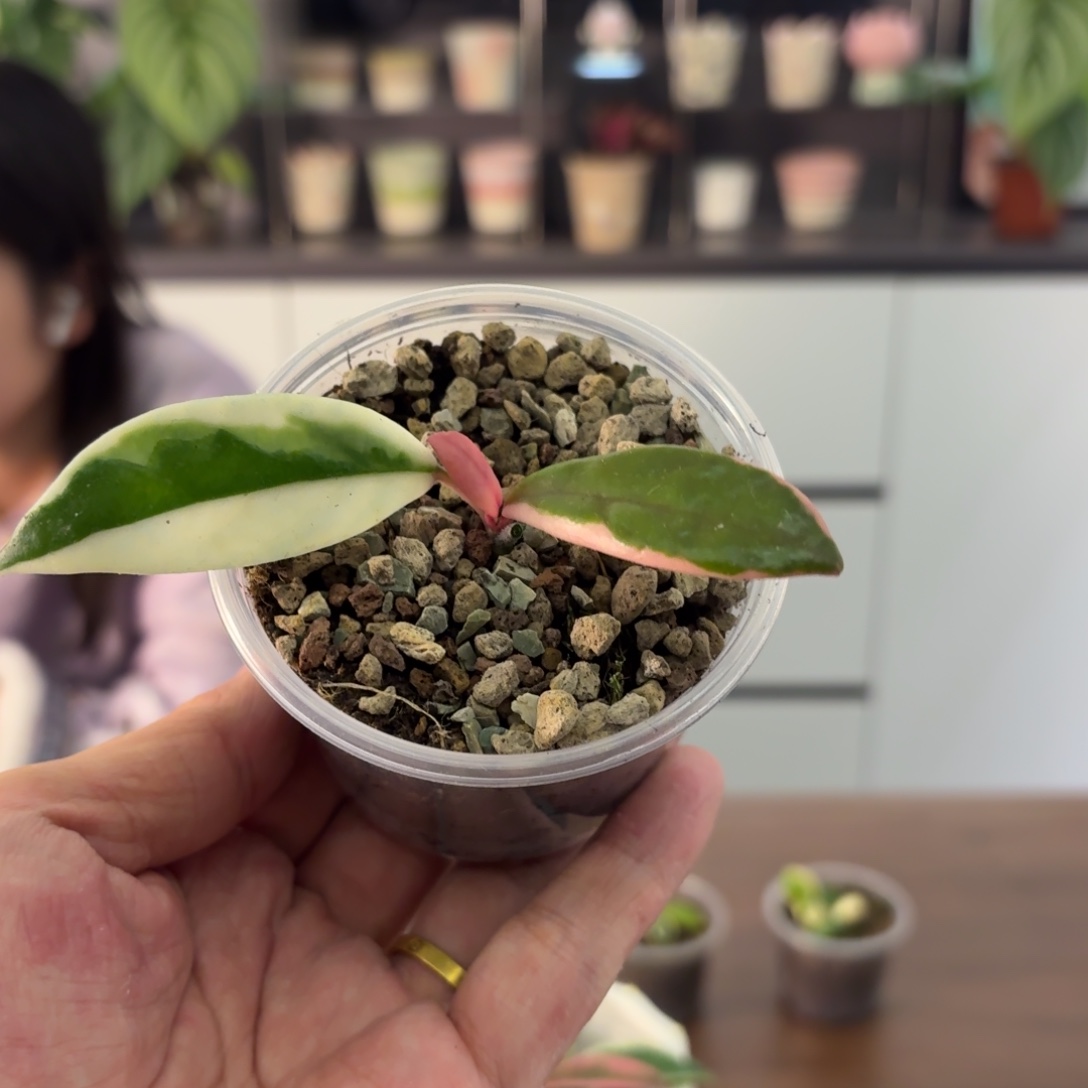 无花朵闪6梦幻火烈鸟小苗
