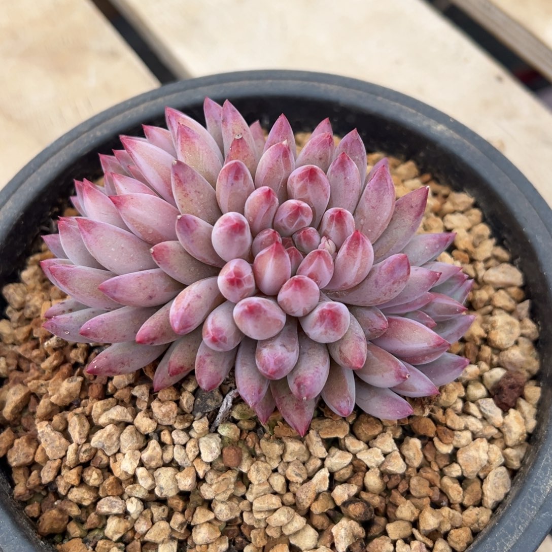 虞美人 流沙体 夏鸣园艺