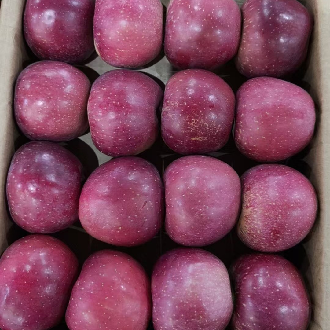 云南昭通丑苹果云南省