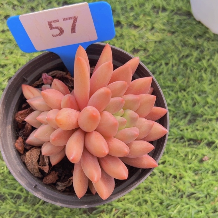 健健康康平平安安