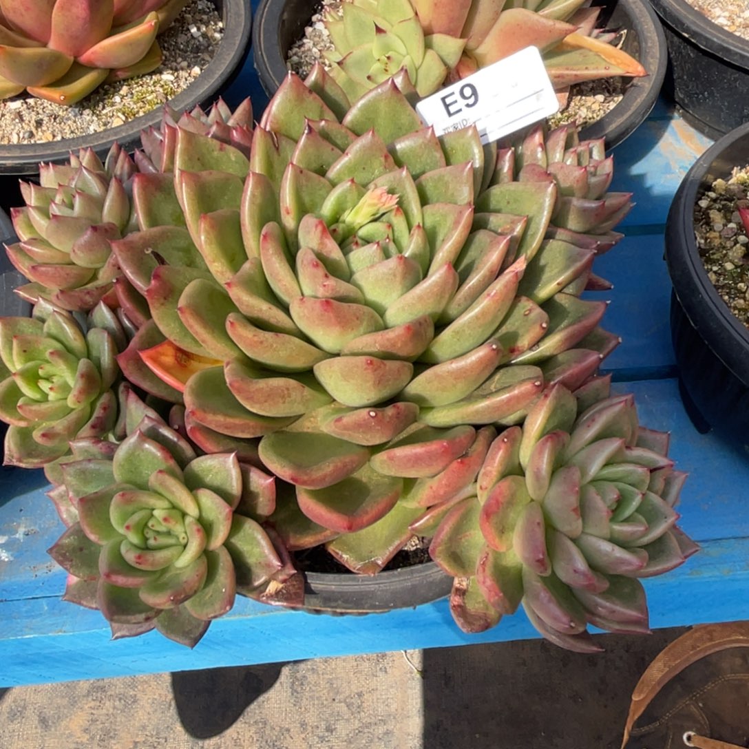 无花朵若如东云组拍E907