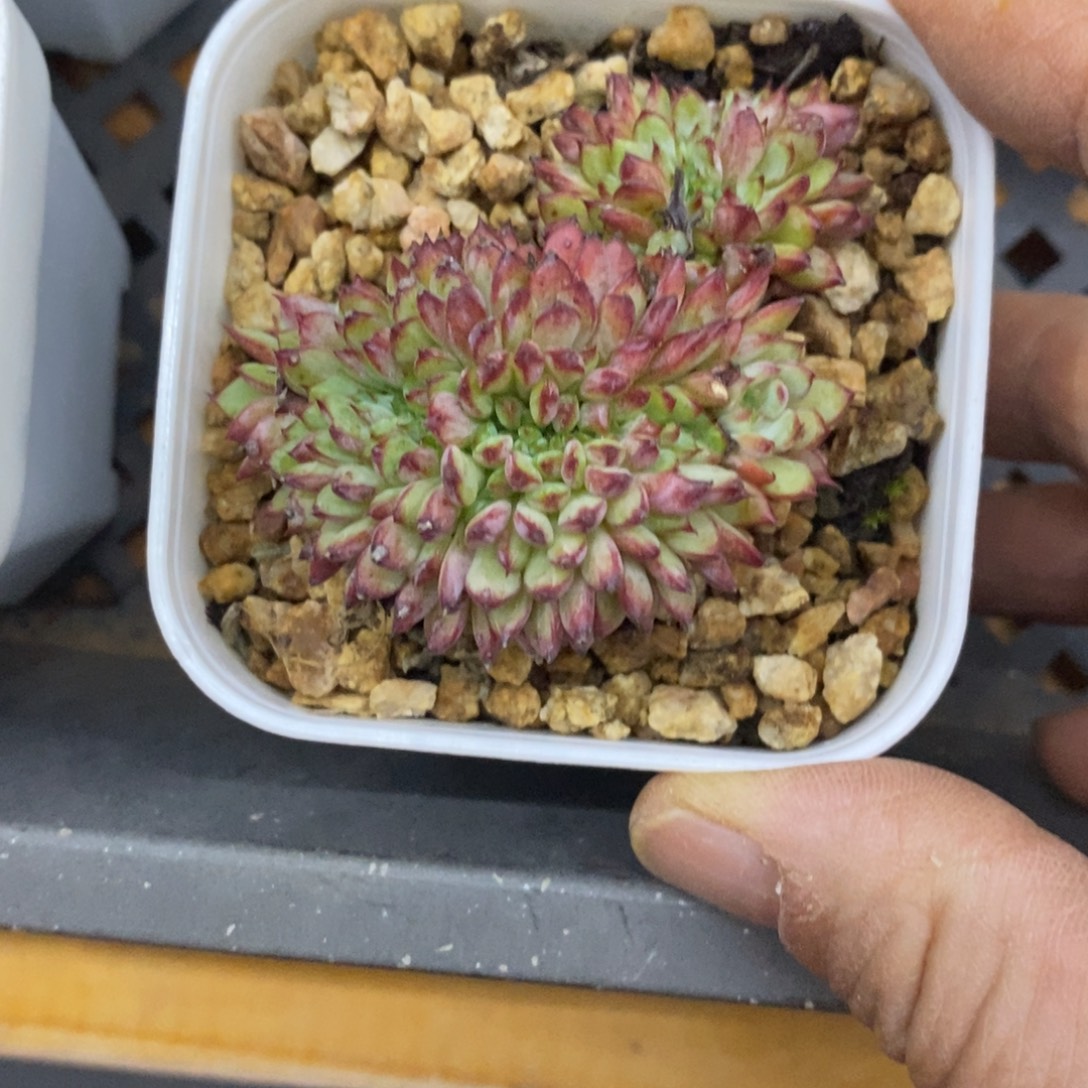 精品多肉一物一拍不包整191