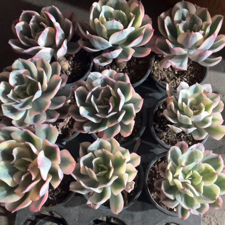 玉凤锦9.9一盆888888888