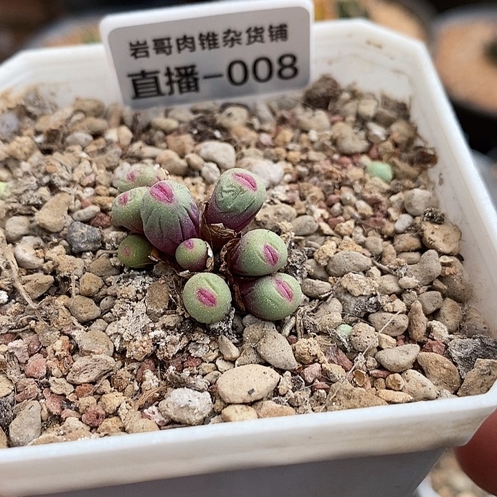 岛田种源1380小红嘴9头群