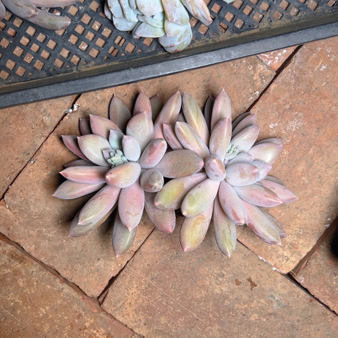 李平111111111111111111