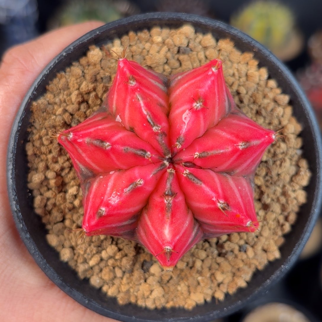 泰系米哈实生仙人球57