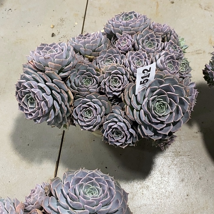 心***情512韩版天赐多肉植物