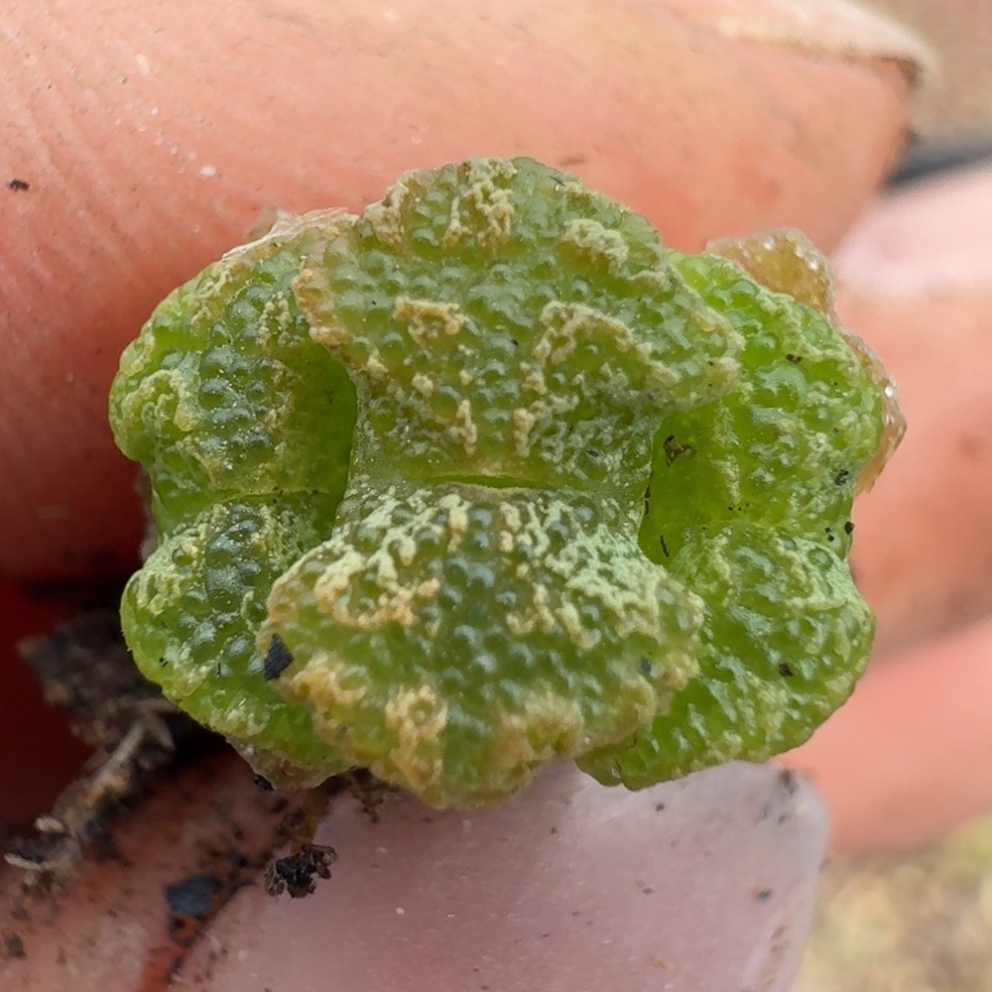 180勋章585808800000000