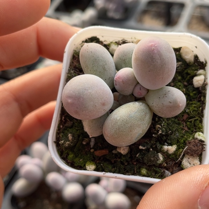 多***多一物一拍满18包邮