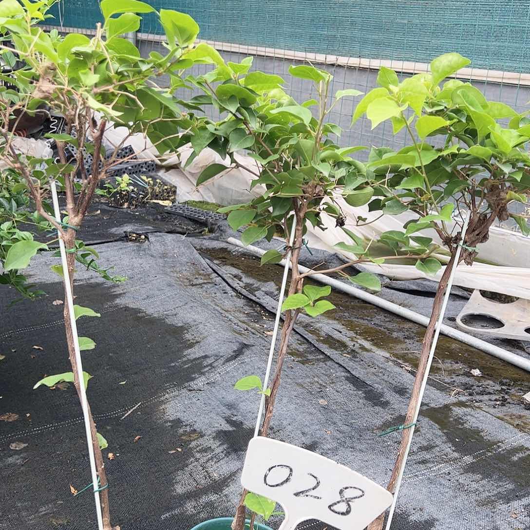 当前无花栽培后可以开花028一颗