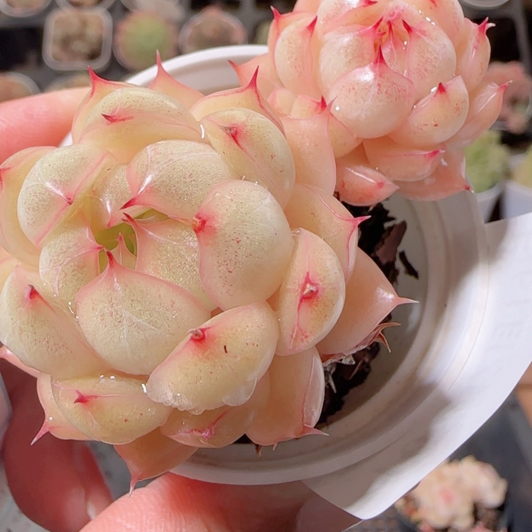 花语多肉1219-167散