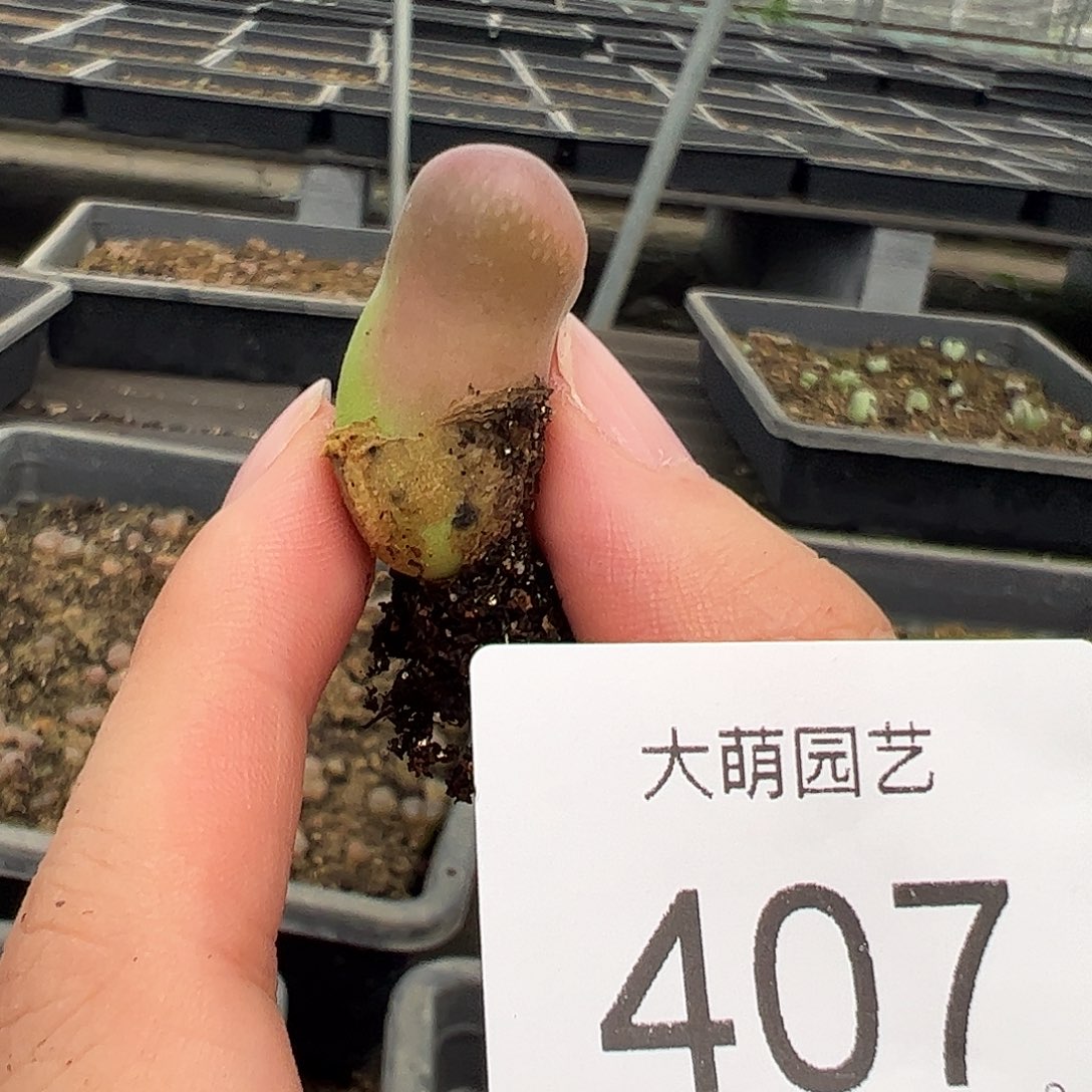 一物一拍，。    福利407