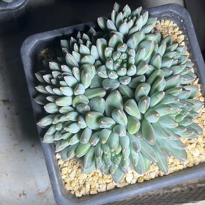 雨花石群生多头多肉