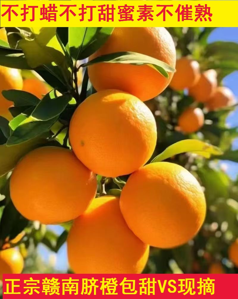  正宗江西赣南脐橙宁都自家果园甜橙子现摘新鲜酸甜细腻产地直发