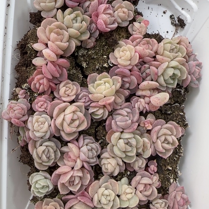 52号王者系列种播苗一盒