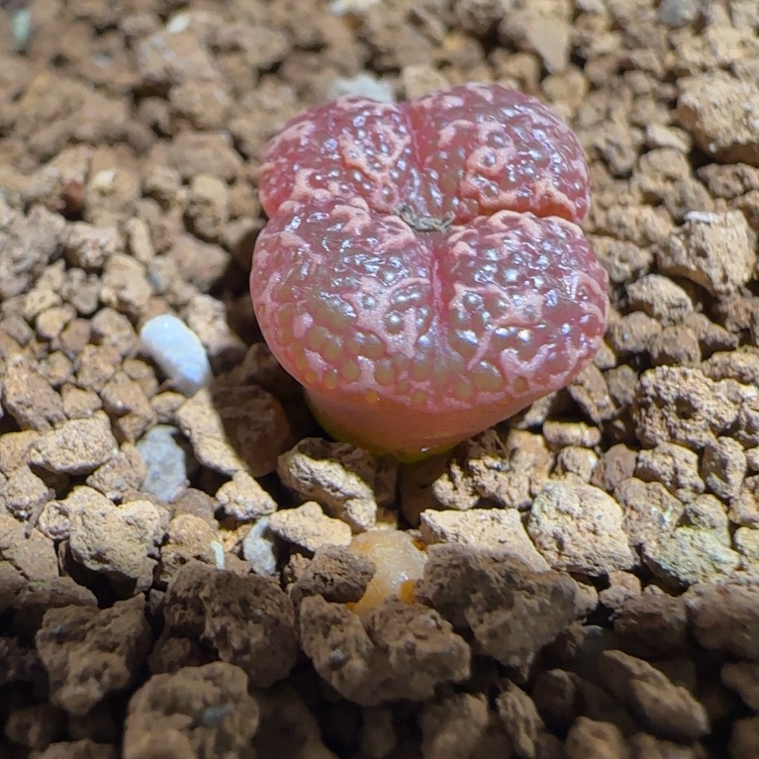 肉锥多肉植物组合-泡泡勋有疤1452