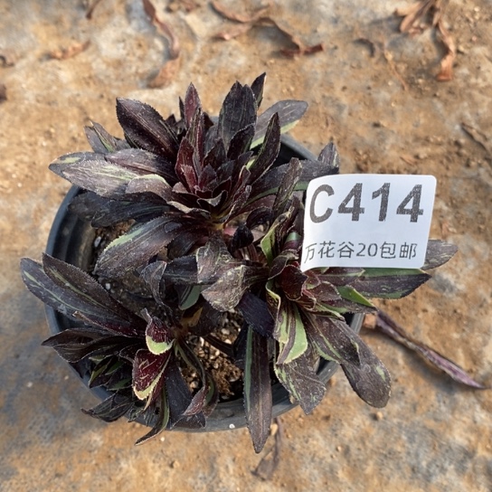 414水墨丹青砍过多肉植物