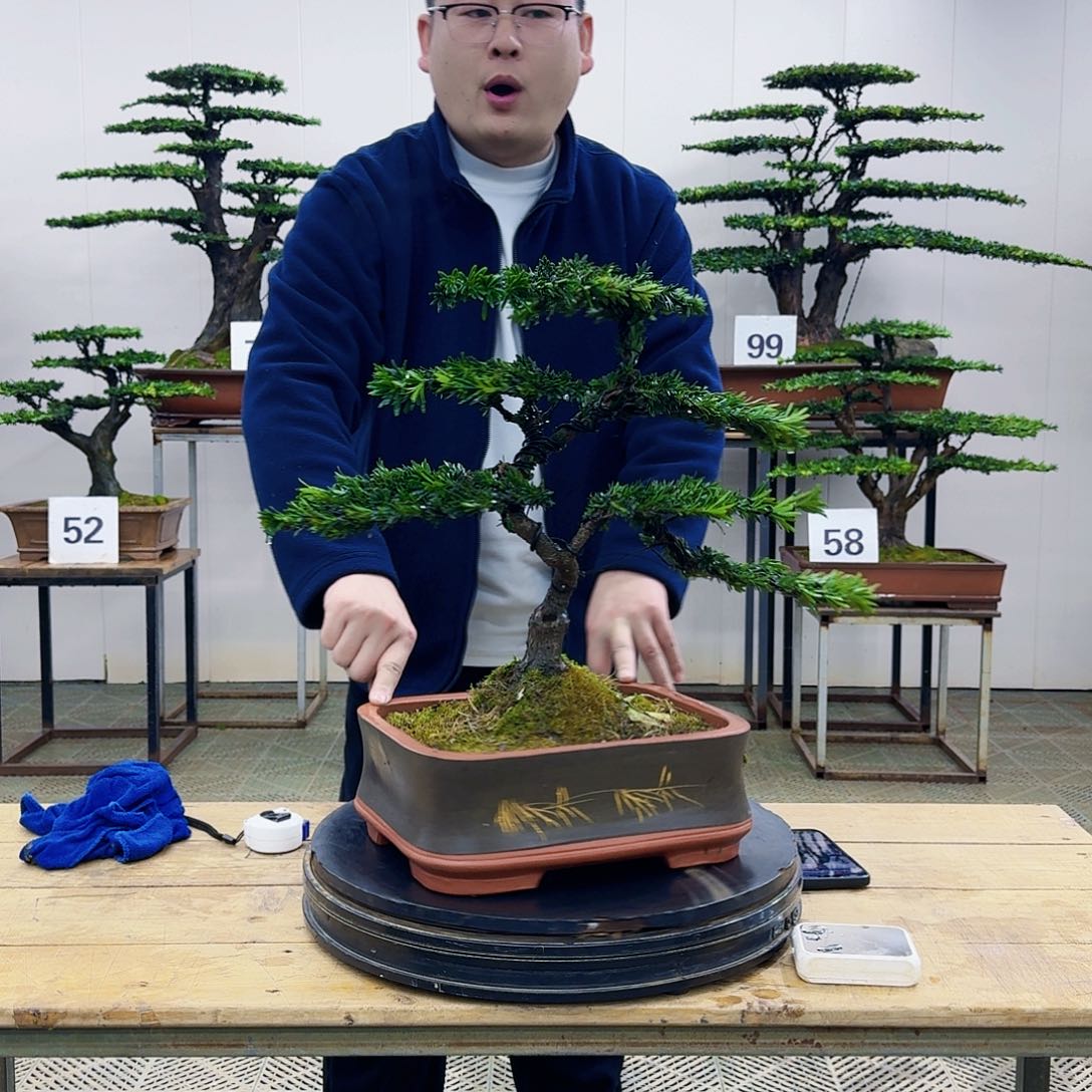 盆景米叶罗汉松盆景