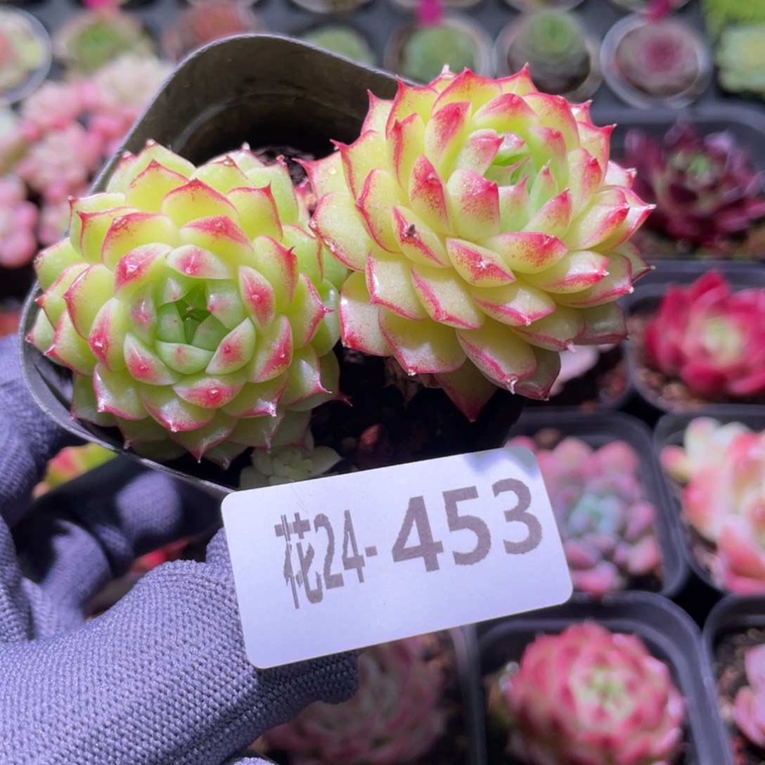 花利美24-453海王