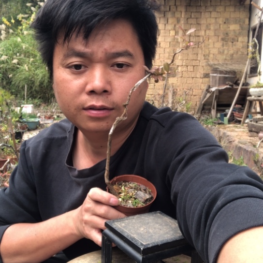 无花朵盆景盆栽（不退不换不包成活率）