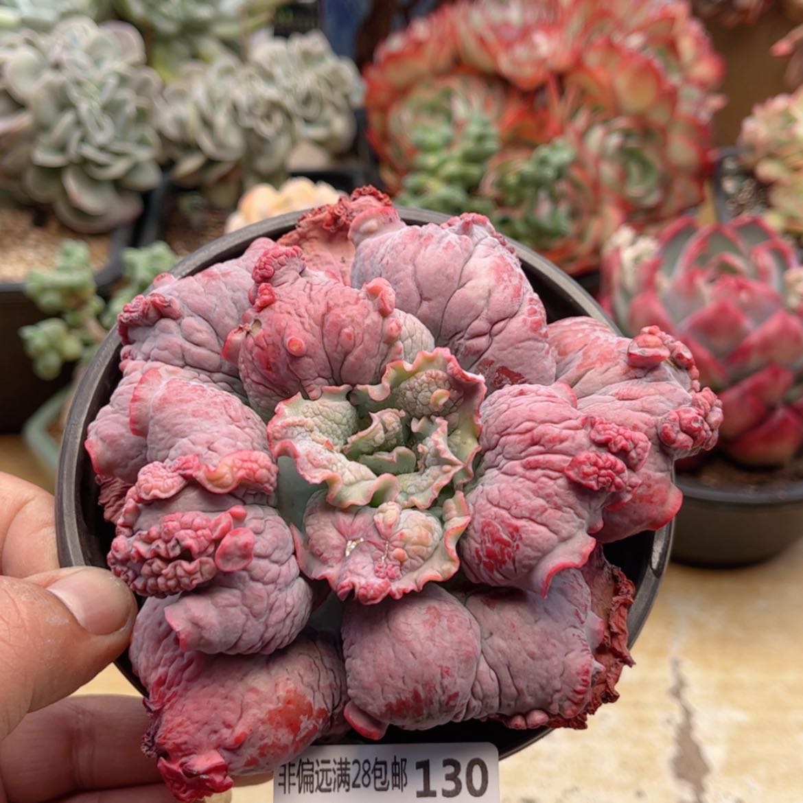 【闪购商品】130男爵