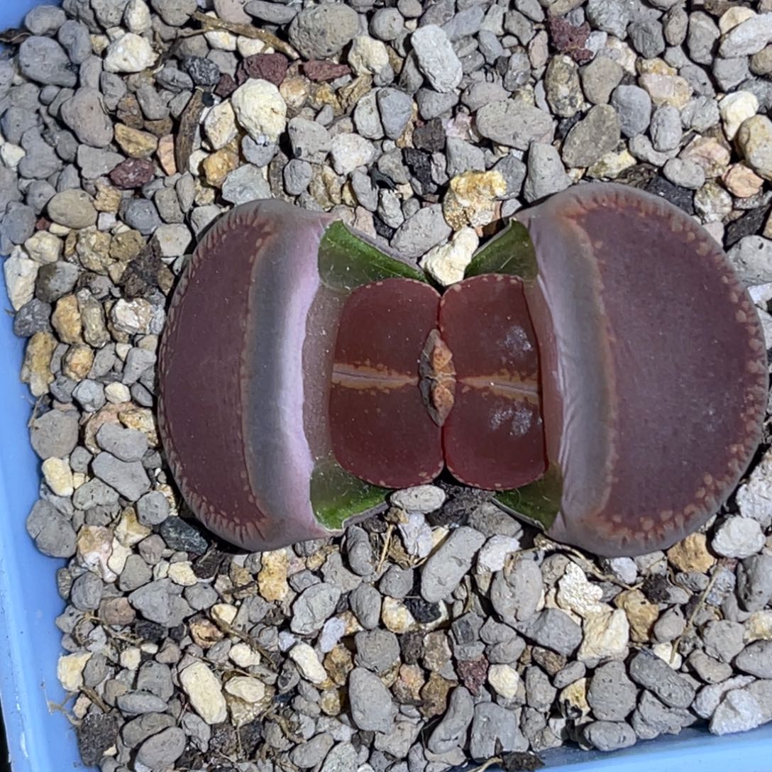 6809比利时ko 一颗。 