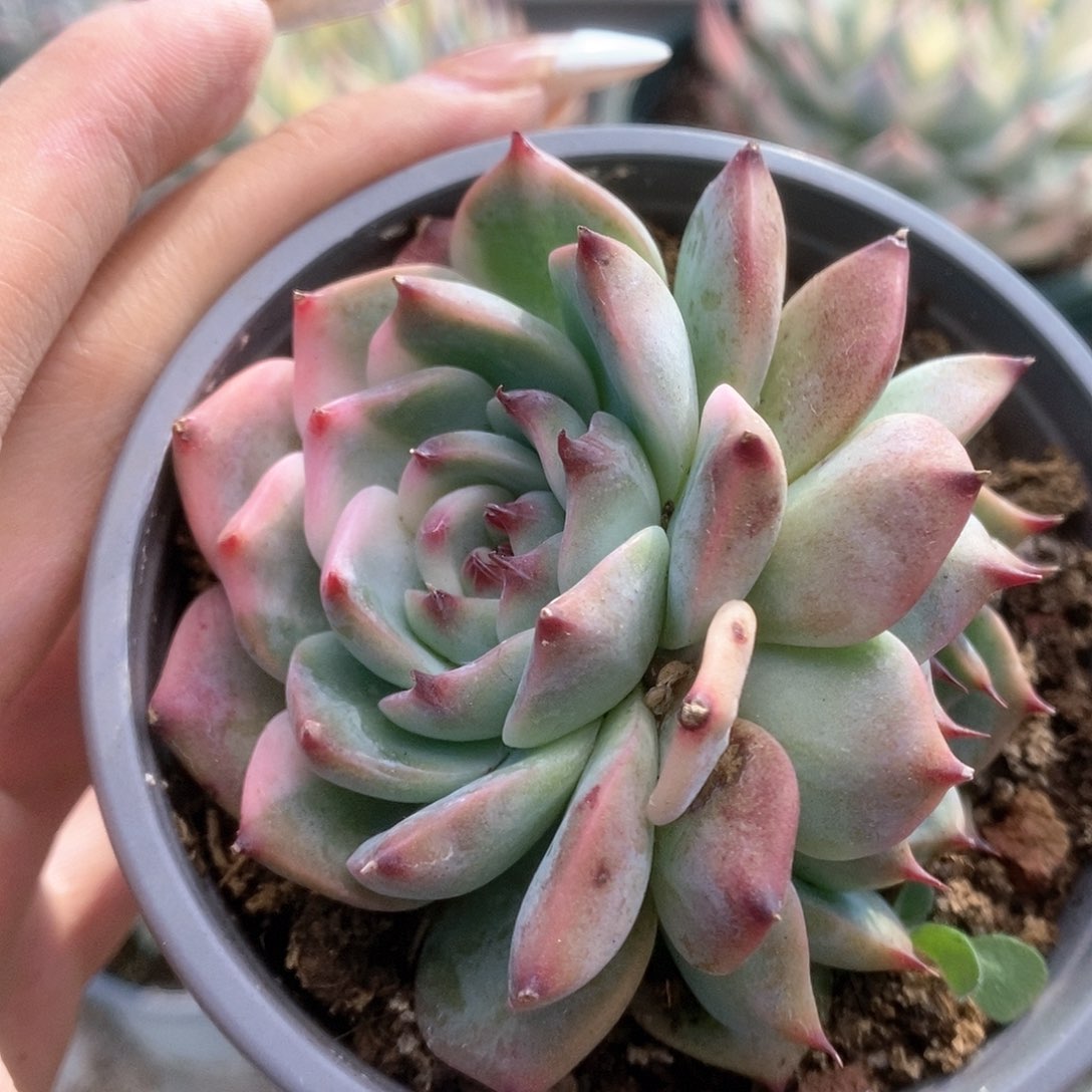 081半覆轮锦锦锦锦锦