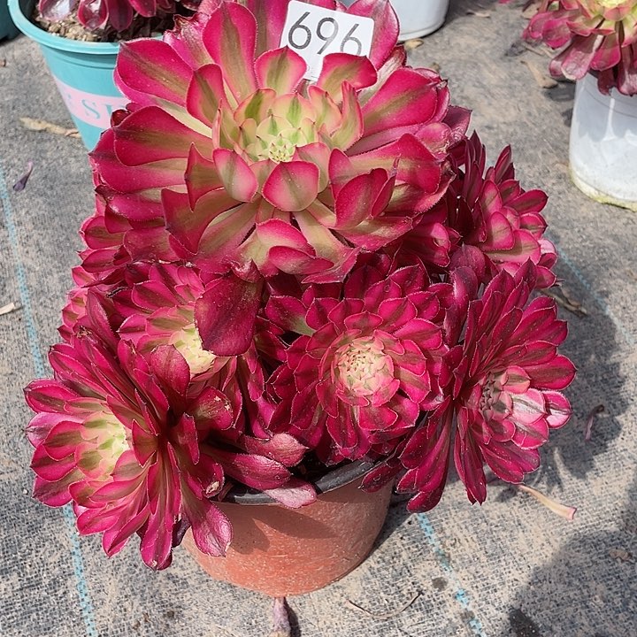 696红铜白 冠幅25