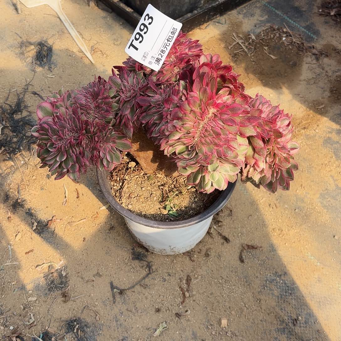 春****始993倾城缀多肉植物