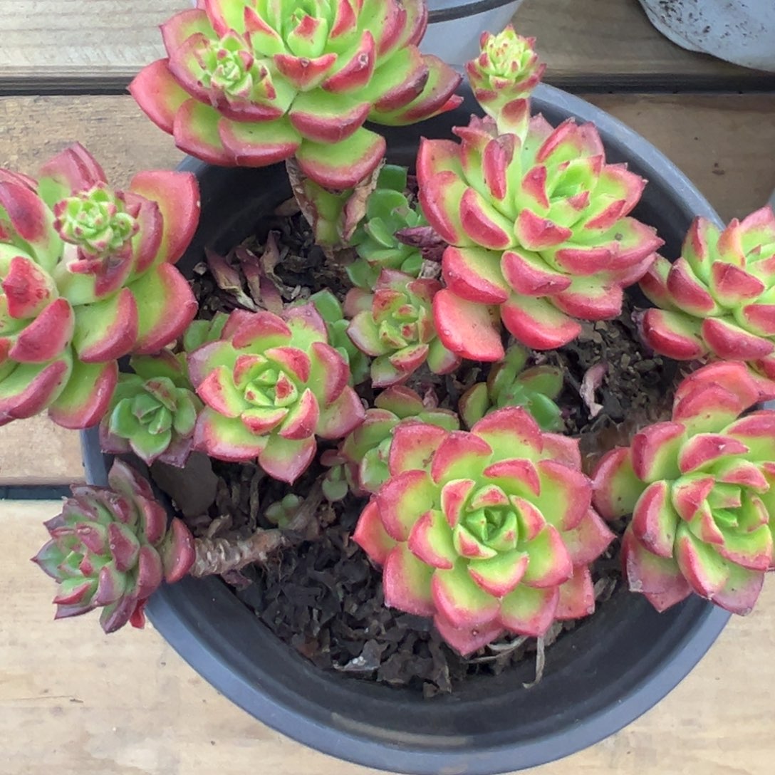 老桩蒂亚，福利多多！