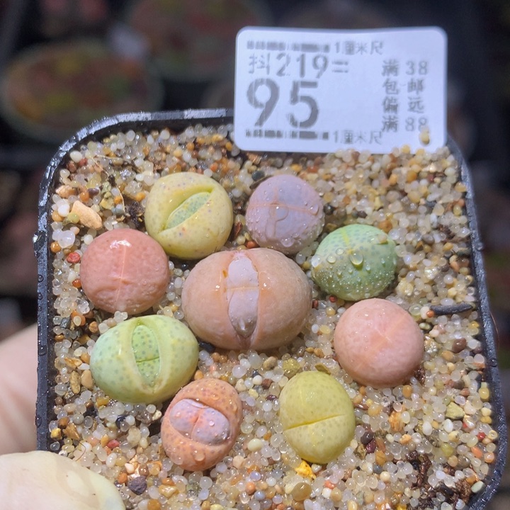 精品生石花219.95