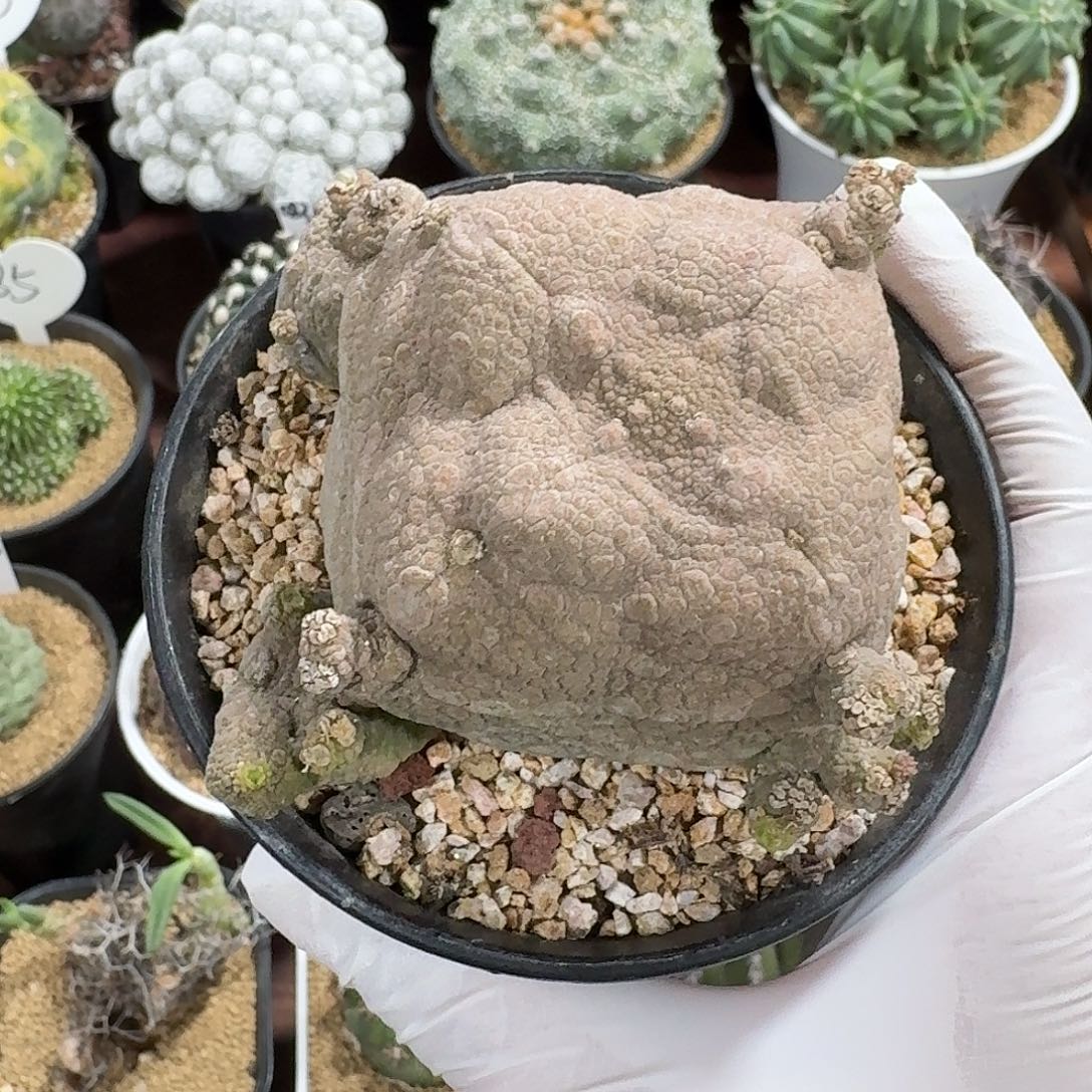 ****式凝蹄玉仙人球的123