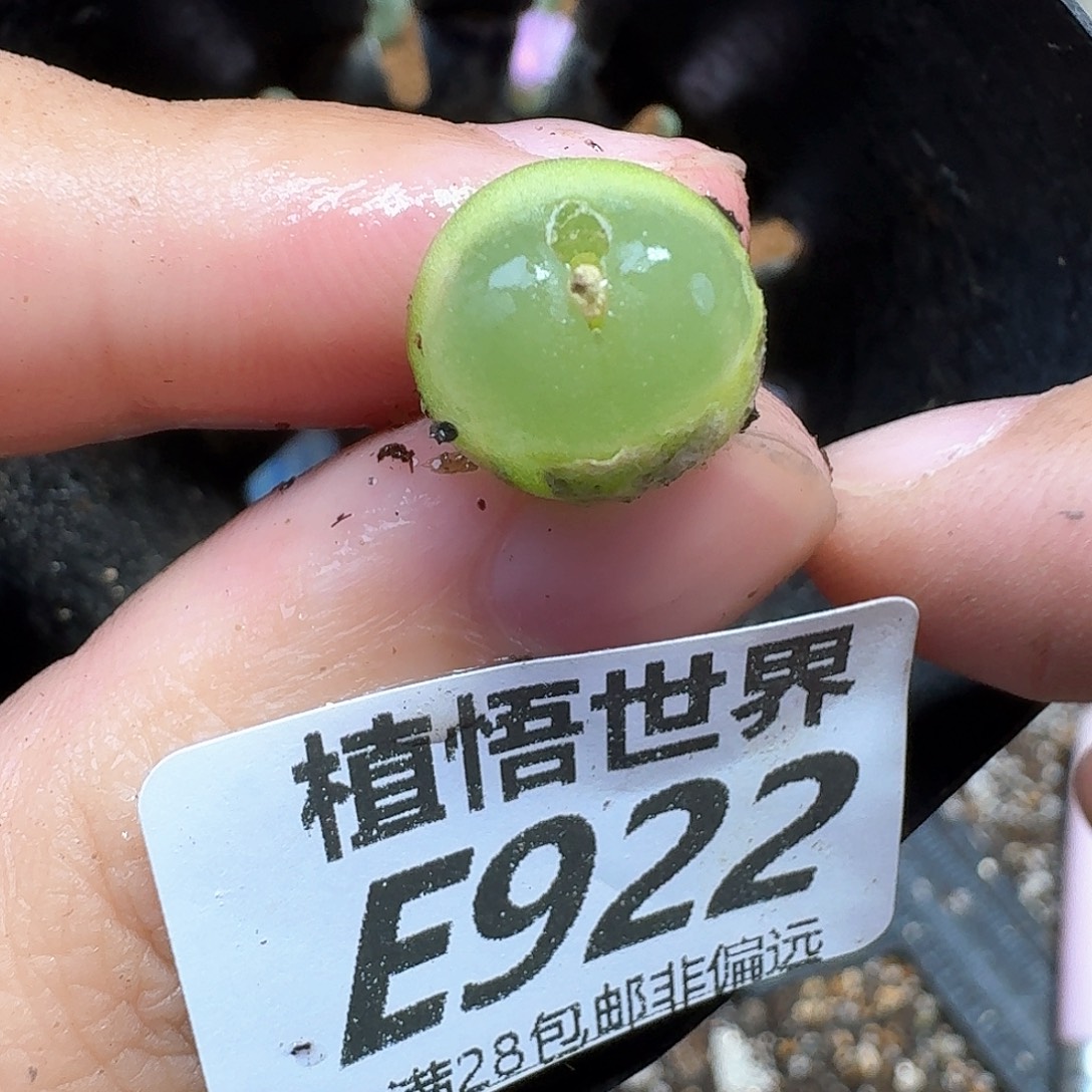 多肉植物的润泽fvb
