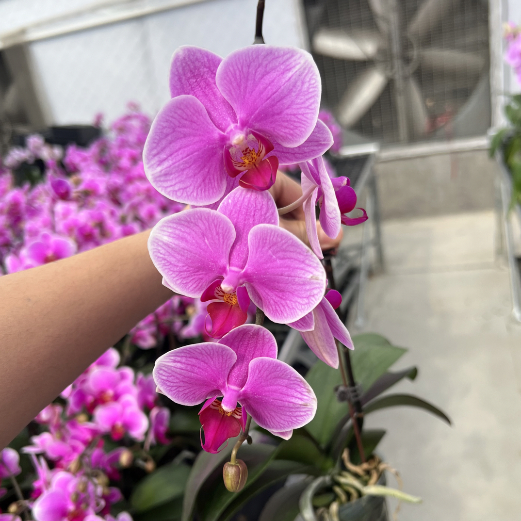（红霞飞）蝴蝶兰 花期长 拍3颗以上组盆