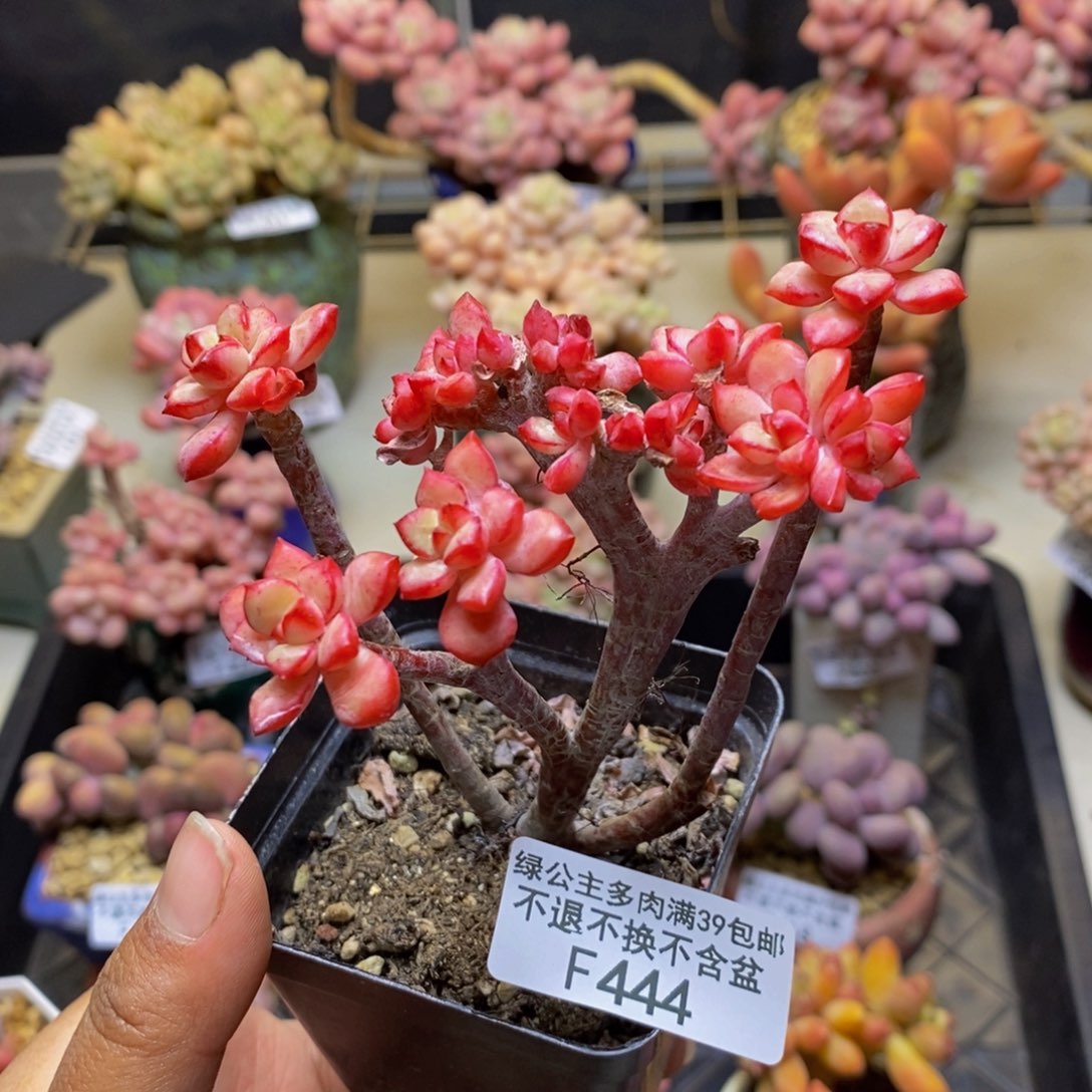 444探戈缀多肉7cm