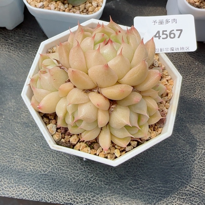 麦秆群，4567多肉植物